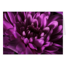 Carte pourpre de chrysanthème