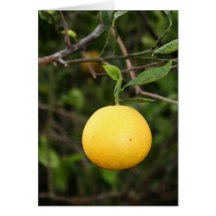 Carte principale de citron