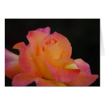 Carte rose de paix