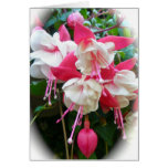 Carte rose et blanche de Fuschia