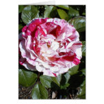 Carte rose rayée rouge et blanche