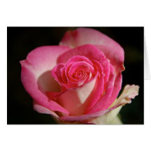 Carte simple de rose de rose