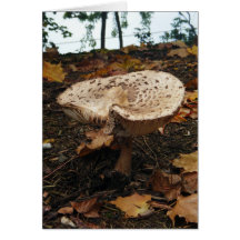 Carte unique de champignon