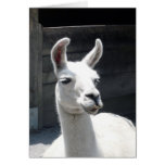 Carte vierge de sourire de note de lama