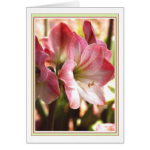 Carte vierge rouge et blanche d'amaryllis