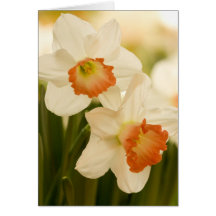 Cartes blanches de jonquilles
