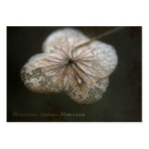 Cartes d'ATC du Hortensia ACEO de Theatrum Botanic Modèles De Cartes De Visite