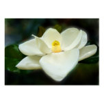 Cartes de collection douces d'art de la magnolia A Cartes De Visite Personnelles
