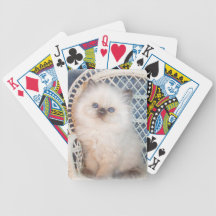 Cartes de jeu de l'Himalaya de chat de chaton
