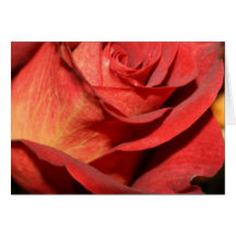 Cartes de note roses élégantes
