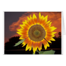 Cartes de tournesol