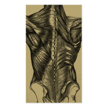 Cartes de visite arrières d'anatomie de cru carte de visite