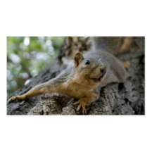 cartes de visite de squirel cartes de visite professionnelles