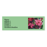 Cartes de visite minces de poinsettia modèles de cartes de visite