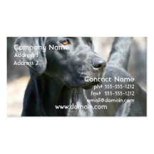 Cartes de visite noirs vigilants de labrador retri modèle de carte de visite