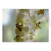Cartes de voeux balançantes d'orchidées