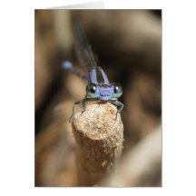 Cartes de voeux chéries du Damselfly (1)