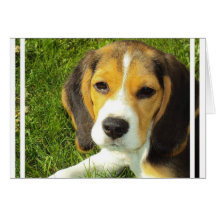 Cartes de voeux de beagle