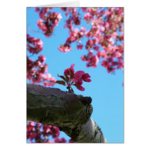 Cartes de voeux de brin de fleurs de cerisier