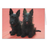 Cartes de voeux de chiots de Terrier d'écossais
