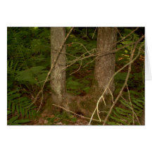 Cartes de voeux de la forêt "EarthDayContest2007" 
