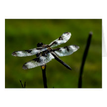Cartes de voeux de mouche de dragon