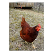 Cartes de voeux de poulet