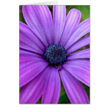 Cartes de voeux faites sur commande de fleurs sauv