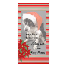 Cartes photos de Noël de vos animaux familiers ! Modèle Pour Photocarte