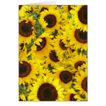 Cartes photos de tournesol
