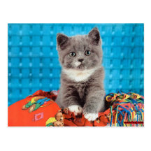 Cartes photos précieux de chat et de chaton, cadea carte postale