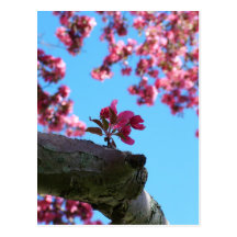 Cartes postales de brin de fleurs de cerisier