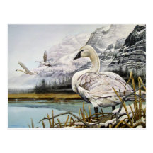 Cartes postales de cygne de trompettiste