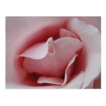 Cartes postales de modèle de baiser de rose de ros