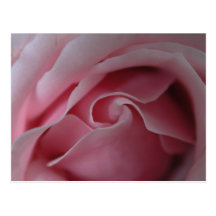 Cartes postales de modèle de remous de rose de ros