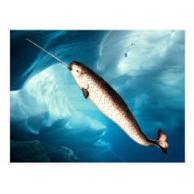Cartes postales de Narwhal
