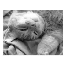 Cartes postales de petit somme de chat