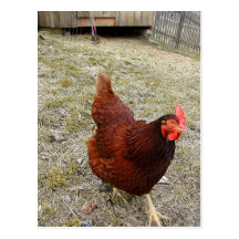 Cartes postales de poulet