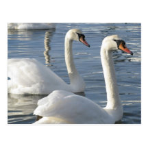 Cartes postales de réflexions de cygne