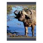 Cartes postales de salutation de safari de Buffalo