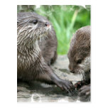 Cartes postales d'habitat de loutre