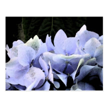 Cartes postales d'hortensia d'aquarelle