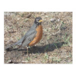 Cartes postales d'oiseau de rad Robin cartes postales