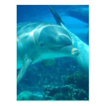 Cartes postales espiègles de dauphins