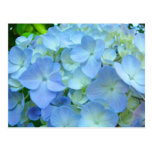 Cartes postales florales d'hortensia de cartes pos