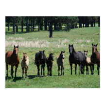Cartes postales - juments et poulains