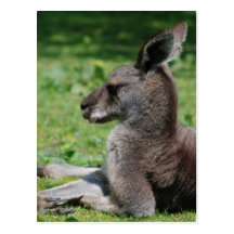 Cartes postales mignonnes de kangourou