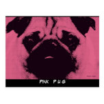 Cartes postales modèle, rose de chien de carlin