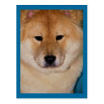 Cartes postales pelucheuses de chien