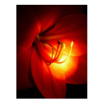 Cartes postales rouges d'amaryllis
